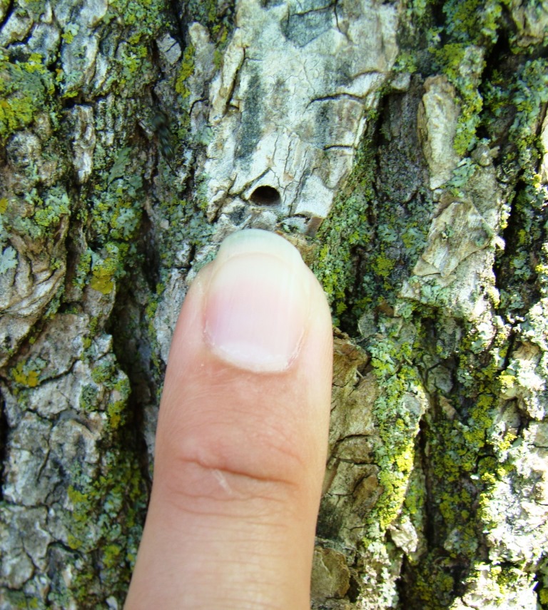 D-shaped exit hole